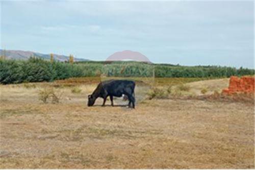 Residential - คฤหาสน์ชนบท - San Javier, Linares, Maule - CL - 27 - 1028098015-608