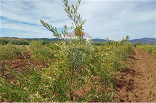 Residential - คฤหาสน์ชนบท - San Javier, Linares, Maule - CL - 18 - 1028098015-608