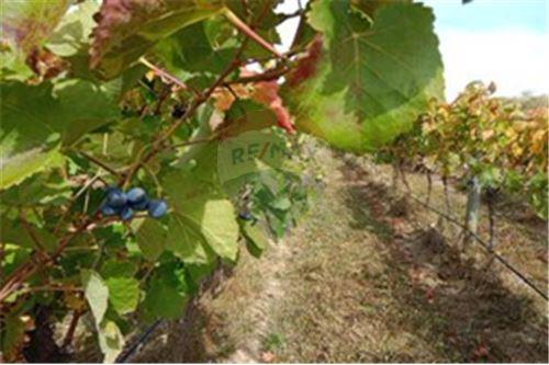 Residential - คฤหาสน์ชนบท - San Javier, Linares, Maule - CL - 10 - 1028098015-608