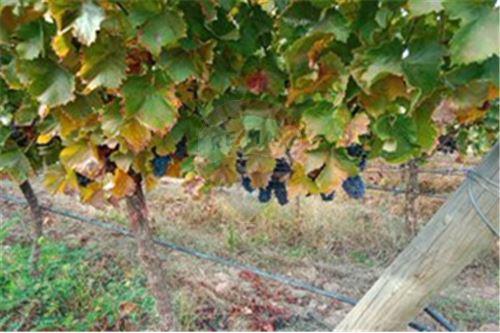 Residential - คฤหาสน์ชนบท - San Javier, Linares, Maule - CL - 12 - 1028098015-608