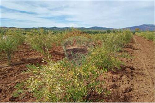 Residential - คฤหาสน์ชนบท - San Javier, Linares, Maule - CL - 20 - 1028098015-608