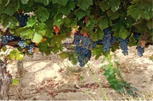 Residential - คฤหาสน์ชนบท - San Javier, Linares, Maule - CL - 5 - 1028098015-608