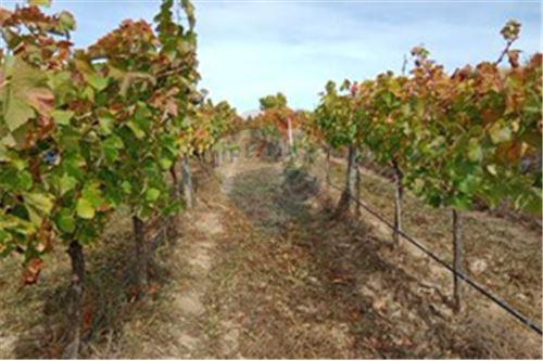 Residential - คฤหาสน์ชนบท - San Javier, Linares, Maule - CL - 11 - 1028098015-608