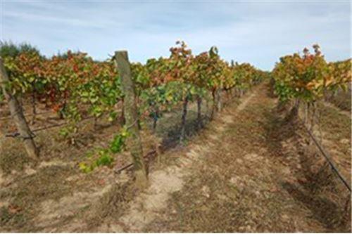 Residential - คฤหาสน์ชนบท - San Javier, Linares, Maule - CL - 30 - 1028098015-608