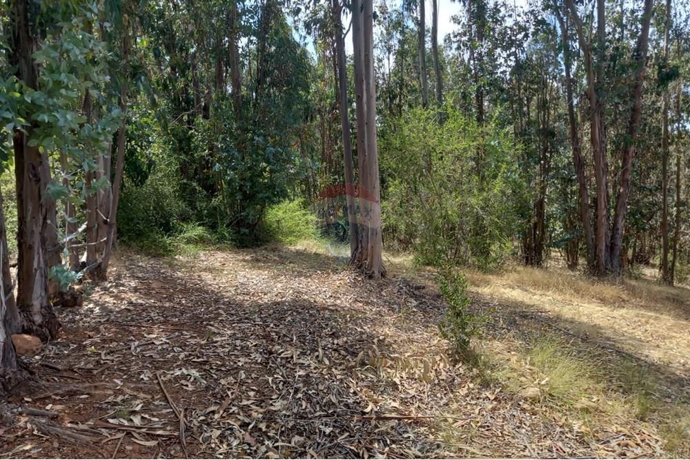 Gyvenamasis - Tuščias žemės sklypas - Litueche, Cardenal Caro, Libertador Gral. Bernardo O'Higgins - CL - Imagen de WhatsApp 2025-01-02 a las 15.22.16_bb5ce987.jpg - 1028103011-35