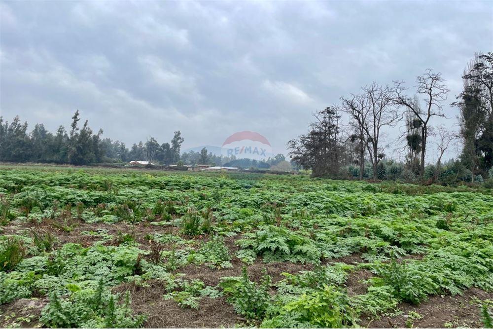 Mieszkaniowa - Nieruchomość wiejska - Talagante, Talagante, Metropolitana De Santiago - CL - 13 - 1028091010-162