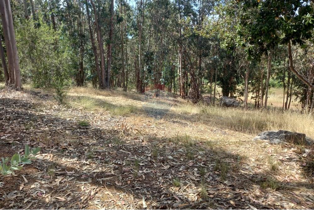 Gyvenamasis - Tuščias žemės sklypas - Litueche, Cardenal Caro, Libertador Gral. Bernardo O'Higgins - CL - Imagen de WhatsApp 2025-01-02 a las 15.22.16_7f8ab181.jpg - 1028103011-35