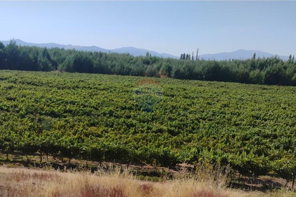 Residential - คฤหาสน์ชนบท - San Javier, Linares, Maule - CL - PHOTO-2025-02-19-12-09-28_2.jpg - 1028098015-608