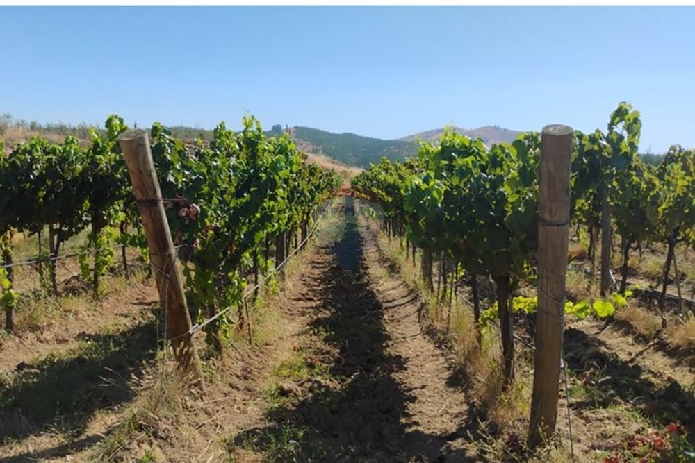 Residential - คฤหาสน์ชนบท - San Javier, Linares, Maule - CL - PHOTO-2025-02-19-12-09-30_8.jpg - 1028098015-608