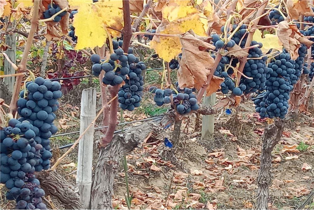 Residential - คฤหาสน์ชนบท - San Javier, Linares, Maule - CL - 9 - 1028098015-608