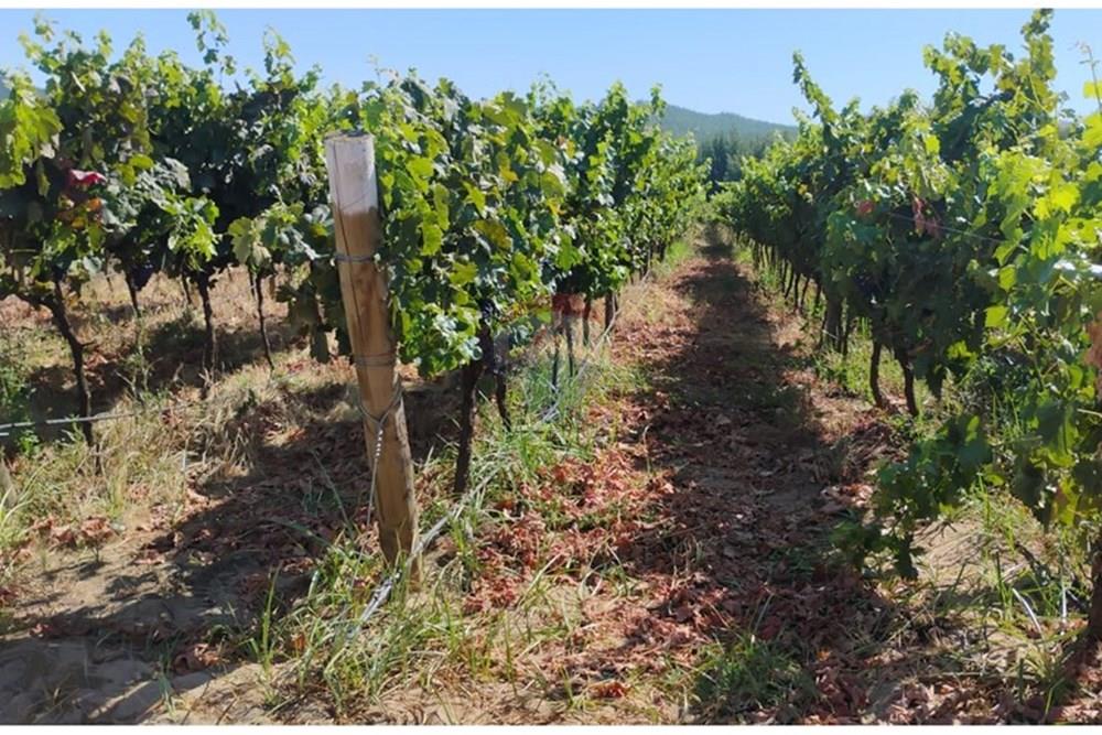 Residential - คฤหาสน์ชนบท - San Javier, Linares, Maule - CL - PHOTO-2025-02-19-12-09-29_5.jpg - 1028098015-608