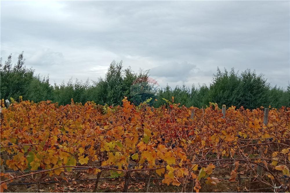 Residential - คฤหาสน์ชนบท - San Javier, Linares, Maule - CL - 32 - 1028098015-608