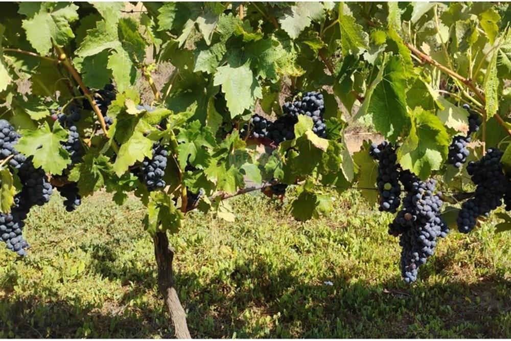 Residential - คฤหาสน์ชนบท - San Javier, Linares, Maule - CL - PHOTO-2025-02-19-12-09-28.jpg - 1028098015-608