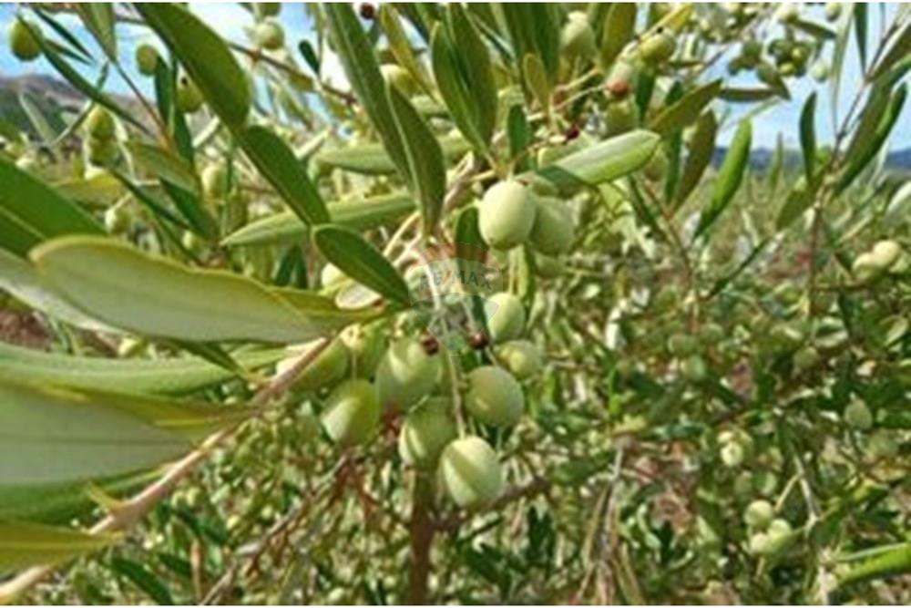 Residential - คฤหาสน์ชนบท - San Javier, Linares, Maule - CL - 1000024332.jpg - 1028098015-608