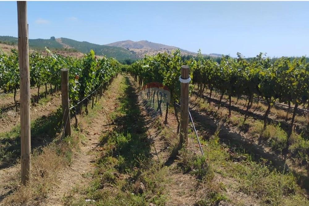 Residential - คฤหาสน์ชนบท - San Javier, Linares, Maule - CL - PHOTO-2025-02-19-12-09-30.jpg - 1028098015-608