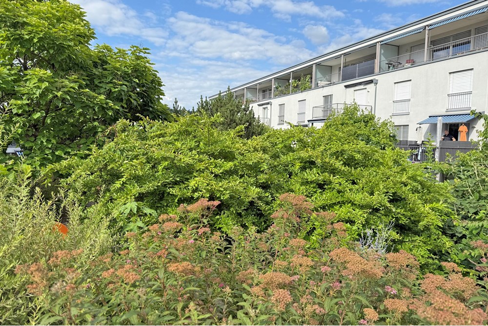 Residential - Maisonet - Dättwil, Aargau - CH - Lingam-1.jpeg - 118921009-354