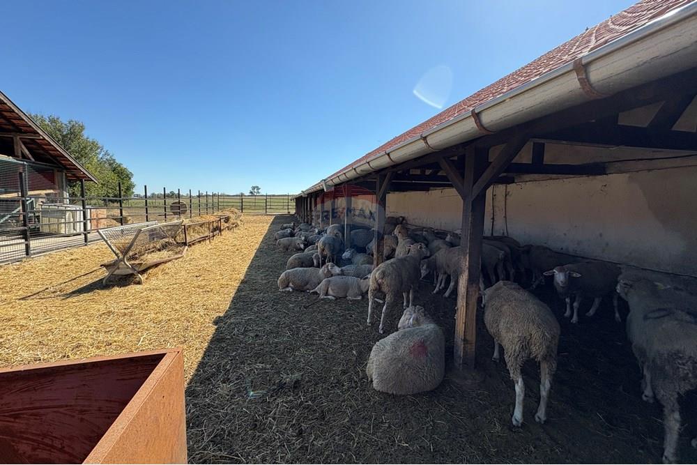 Земеделски имот - За продажба - с. Пробуда, Област Търговище, България - 1759472745846163.jpg - 360471029-9