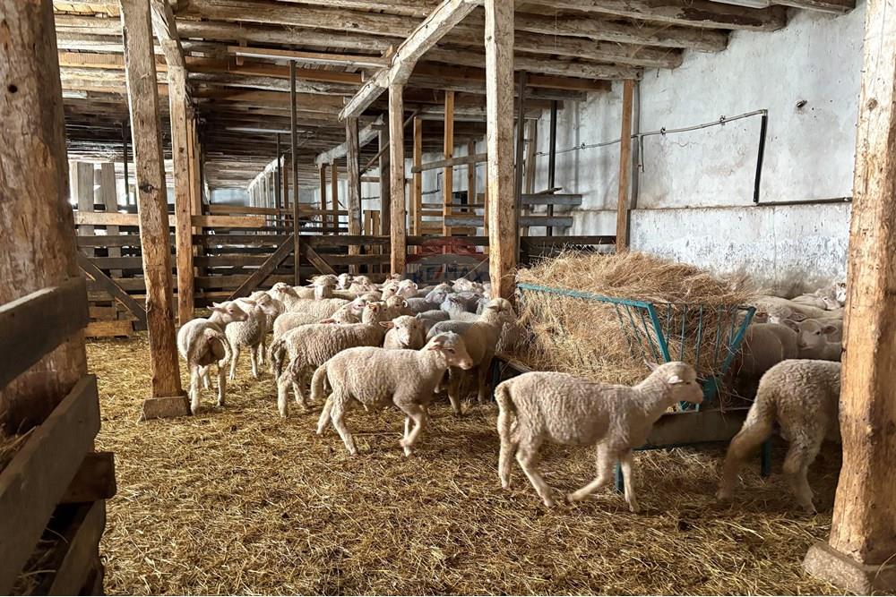 Земеделски имот - За продажба - с. Пробуда, Област Търговище, България - 1759472746597711.jpg - 360471029-9