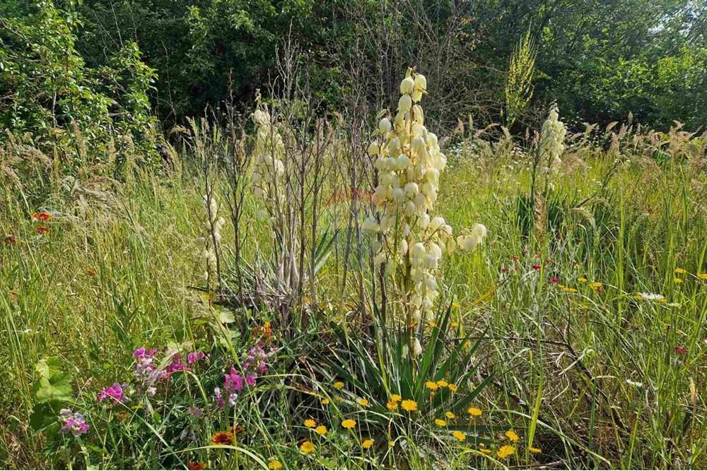 Development land - For Sale - Varna, Varna, Bulgaria - viber_image_2025-07-08_16-14-57-407.jpg - 360531003-46