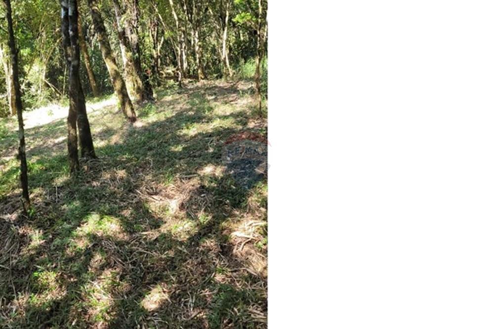 Chácara / Sítio / Fazenda - Venda - São José dos Pinhais , Paraná - 67.jpeg - 560331080-8