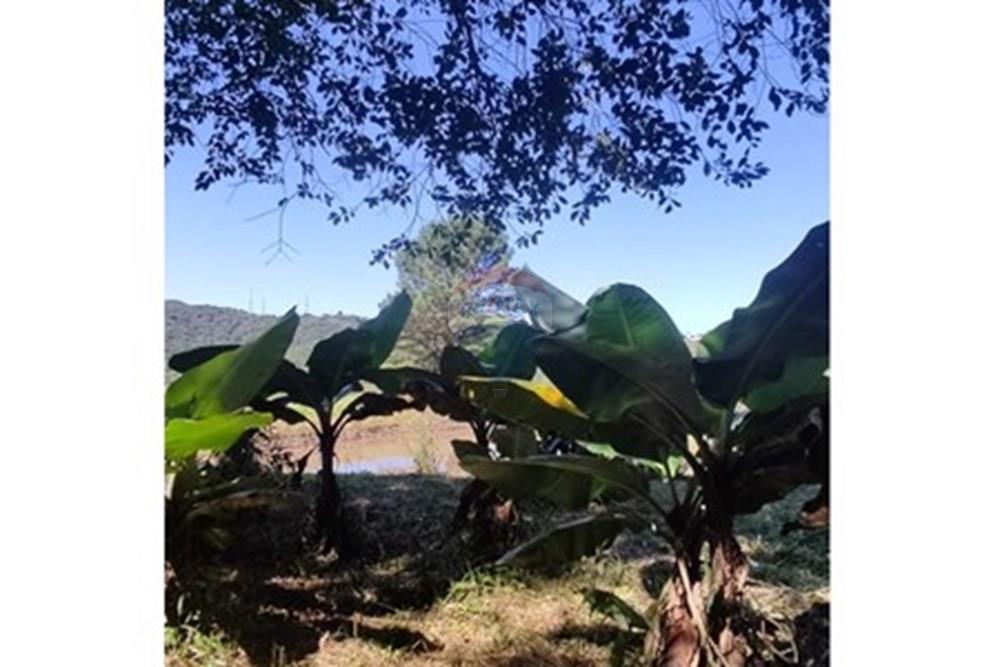 Chácara / Sítio / Fazenda - Venda - São José dos Pinhais , Paraná - 60.jpeg - 560331080-8