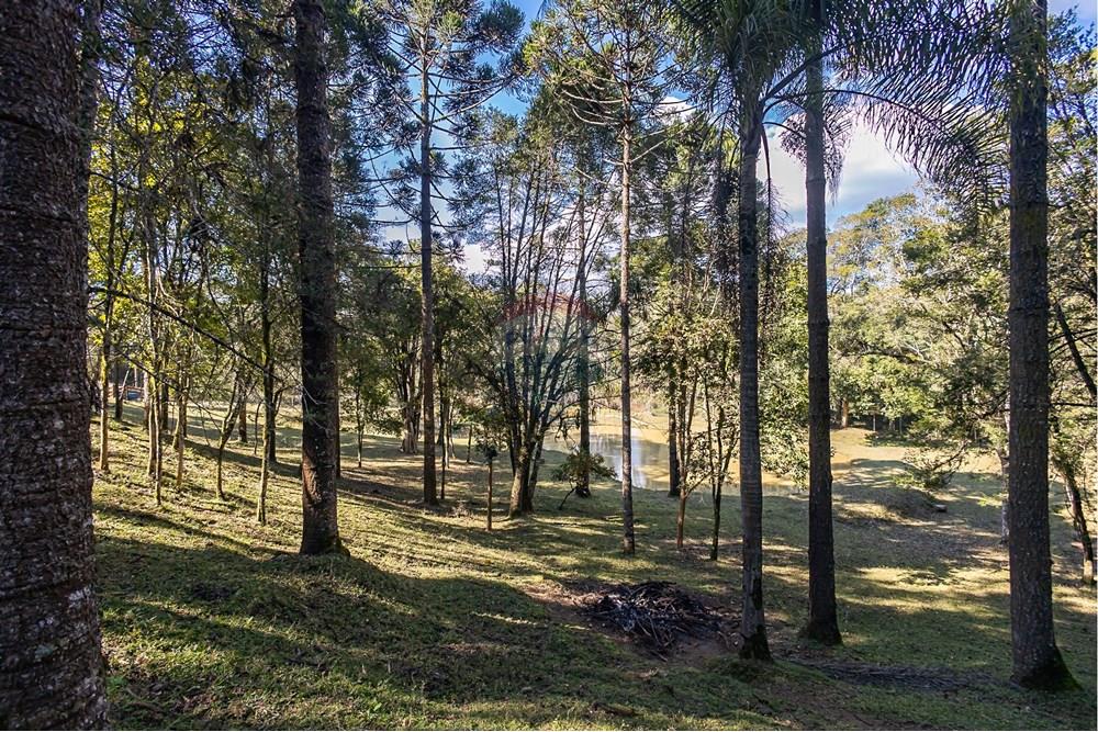 Chácara / Sítio / Fazenda - Venda - Campo Largo , Paraná - F (34).jpg - 560351150-1