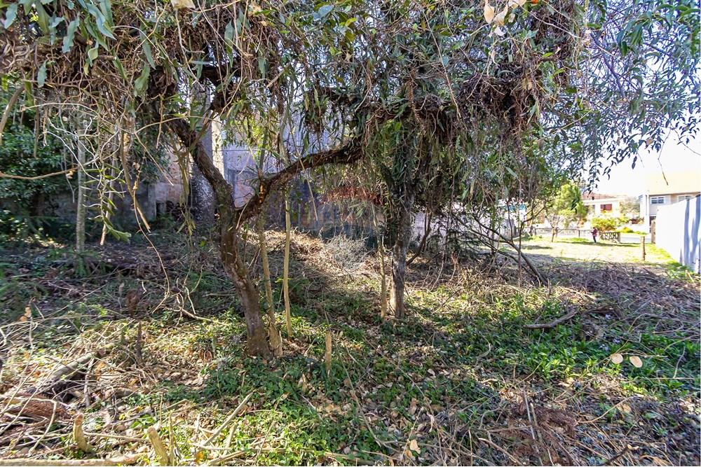 Terreno - Venda - Curitiba , Paraná - IMG_7321.jpg - 560341040-20