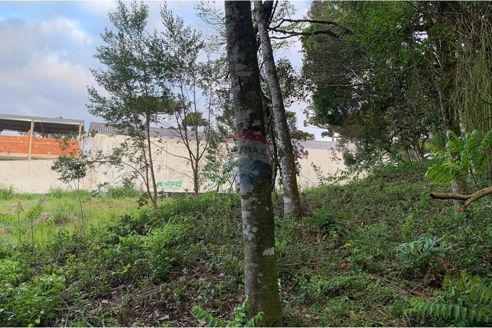 Terreno - Venda - Curitiba , Paraná - 15.jpg - 560461019-13