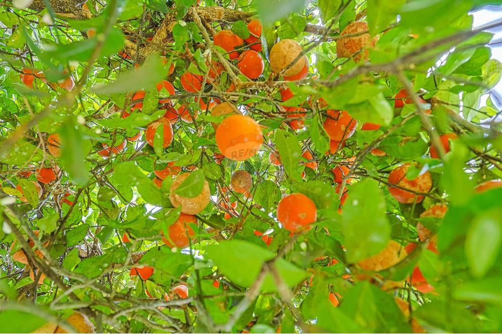 Casa de Condomínio - Venda - Curitiba , Paraná - 71.jpg - 560341063-81