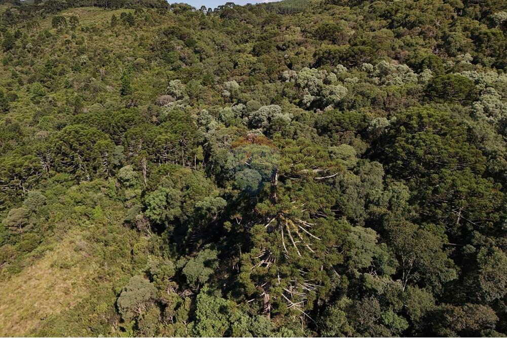 Terreno - Venda - Calmon , Santa Catarina - Mata nativa.JPG - 560351109-12