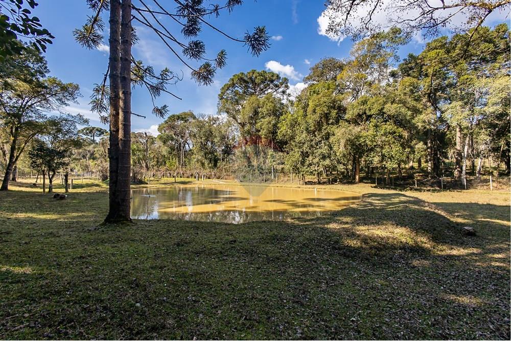 Chácara / Sítio / Fazenda - Venda - Campo Largo , Paraná - F (35).jpg - 560351150-1