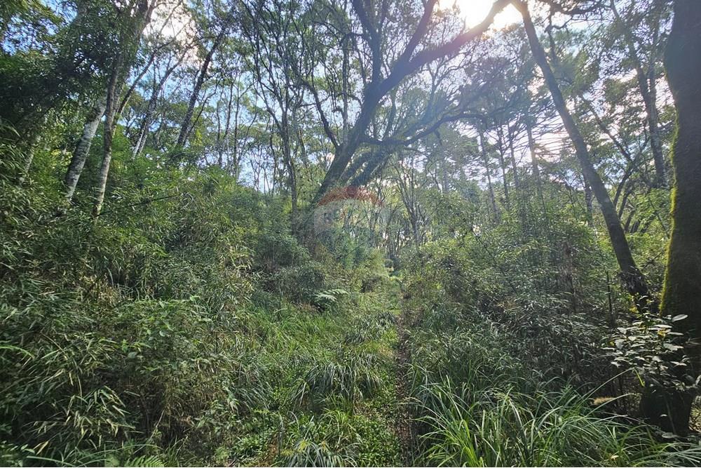 Terreno - Venda - Calmon , Santa Catarina - Mata Nativa 2.jpg - 560351109-12