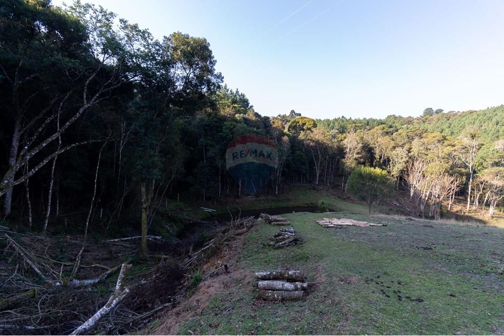 Chácara / Sítio / Fazenda - Venda - Mandirituba , Paraná - IMG_1359.jpg - 560341112-24