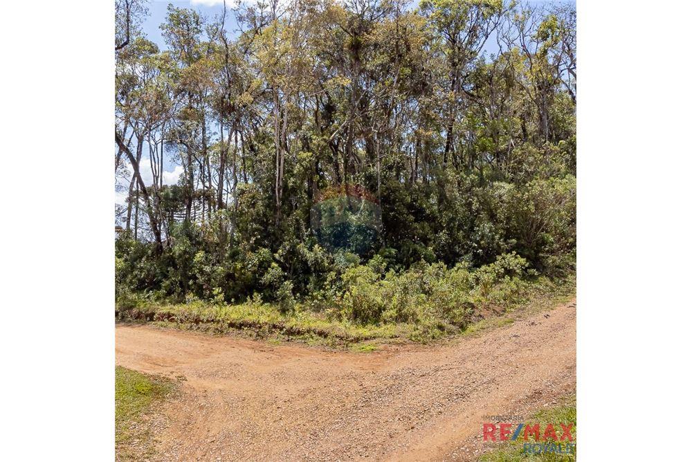 Terreno - Venda - São José dos Pinhais , Paraná - 21 - 560251029-43