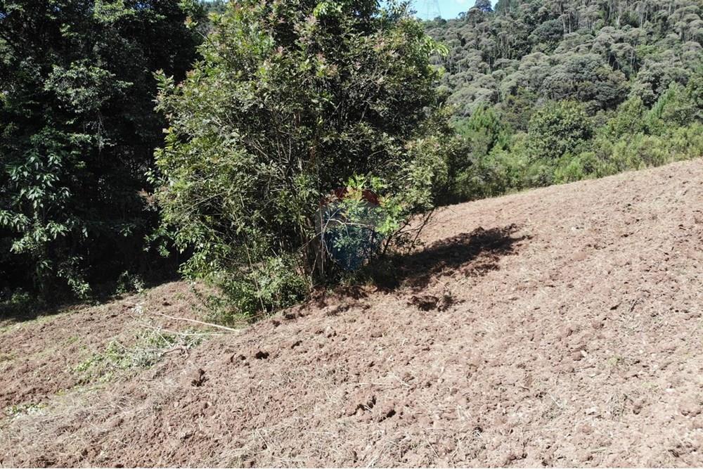 Chácara / Sítio / Fazenda - Venda - Campo Magro , Paraná - WhatsApp Image 2025-04-09 at 19.11.33.jpeg - 560351106-18