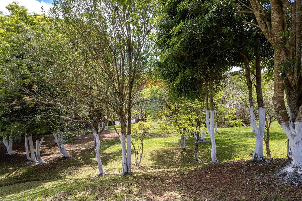 Terreno - Venda - Campo Largo , Paraná - DJI_0832.jpg - 560391078-61