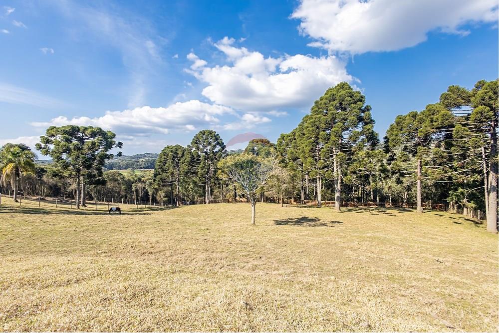 Chácara / Sítio / Fazenda - Venda - Campo Largo , Paraná - F (31).jpg - 560351150-1