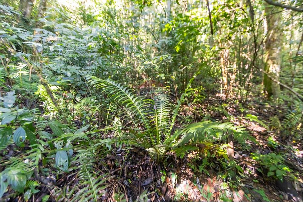 Chácara / Sítio / Fazenda - Venda - Piraquara , Paraná - IMG_3634.jpg - 560431012-39