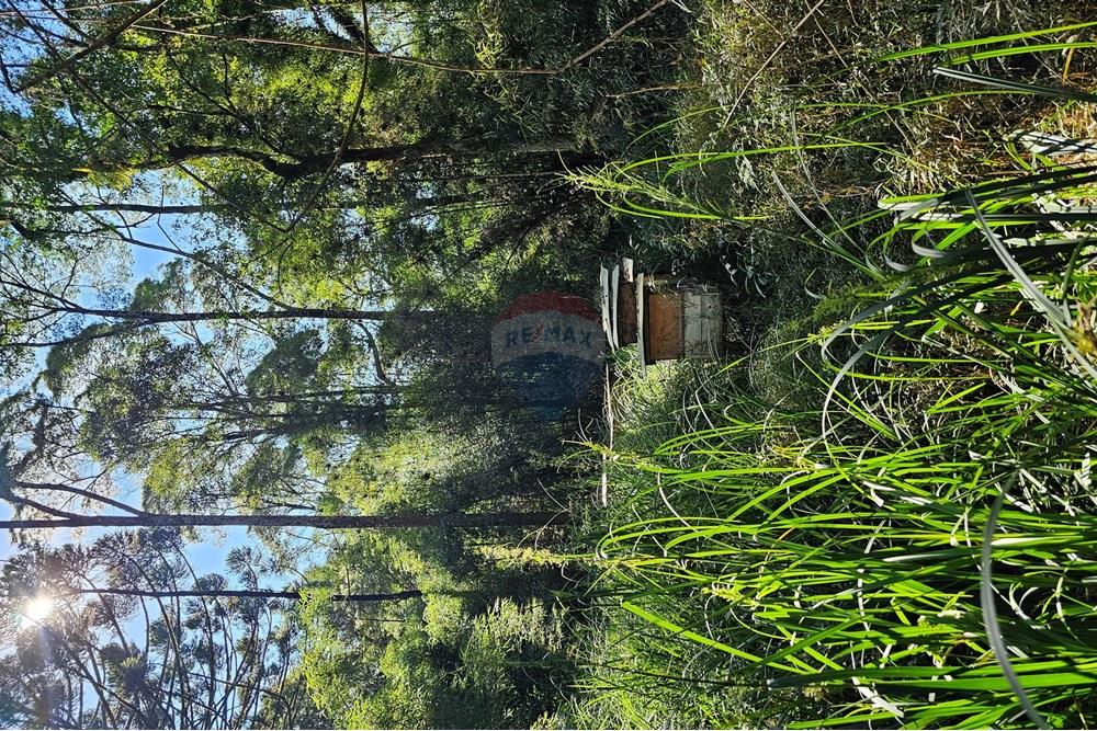 Terreno - Venda - Calmon , Santa Catarina - Caixas Abelhas 3.jpg - 560351109-12