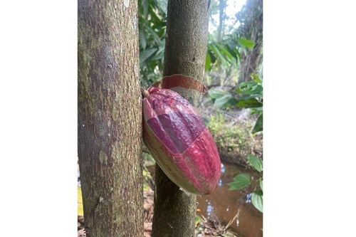 Slider Image Thumbnail