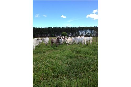 Venda-Chácara / Sítio / Fazenda-Centro , Mucuri , Bahia , 45930000-580411006-263