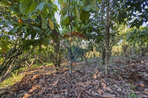 Slider Image Thumbnail