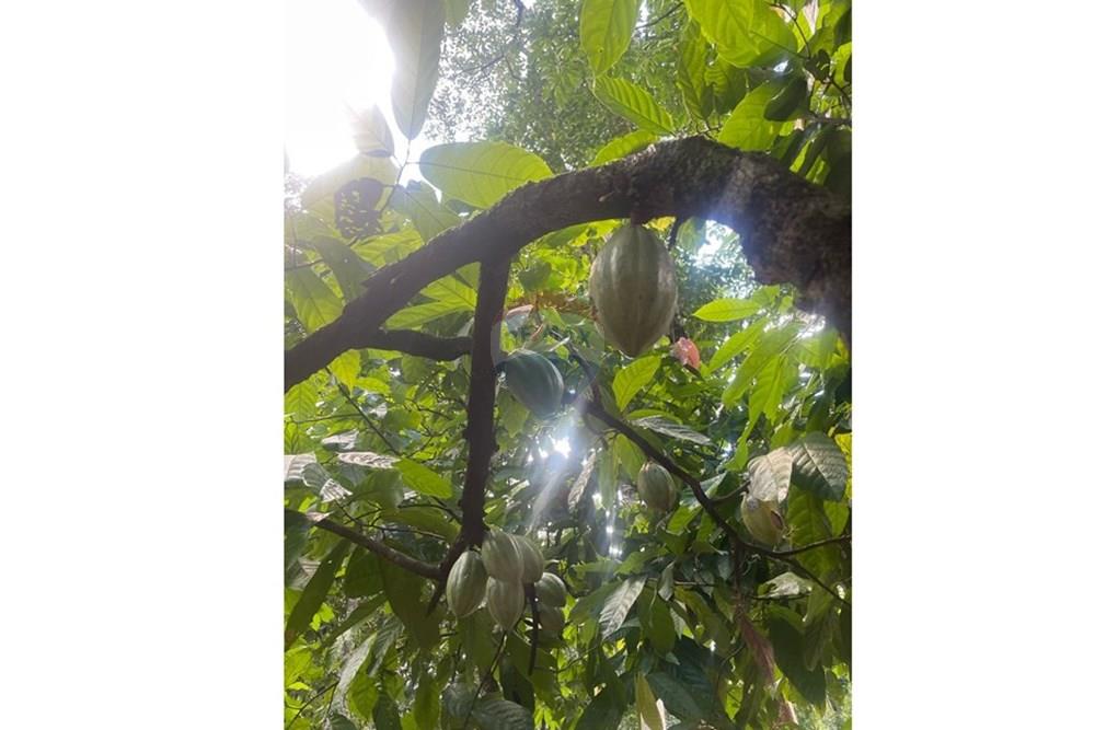 Chácara / Sítio / Fazenda - Venda - Itamaraju , Bahia - Imagem do WhatsApp de 2025-04-04 à(s) 14.39.08_b7ffdc98.jpg - 580751013-66