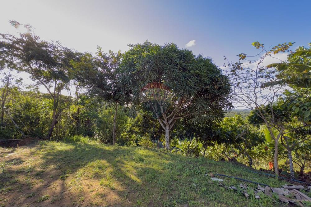 Chácara / Sítio / Fazenda - Venda - Santo Antônio de Jesus , Bahia - IMG_3185.jpg - 580341015-99