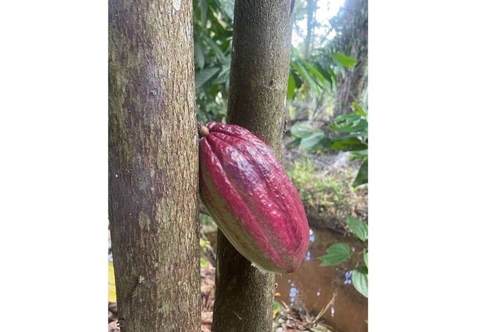 Chácara / Sítio / Fazenda - Venda - Itamaraju , Bahia - Imagem do WhatsApp de 2025-04-04 à(s) 14.39.07_7aba3908.jpg - 580751013-66