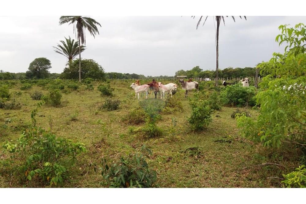 Chácara / Sítio / Fazenda - Venda - Caravelas , Bahia - WhatsApp Image 2025-07-11 at 09.20.09 (2).jpeg - 580411006-269