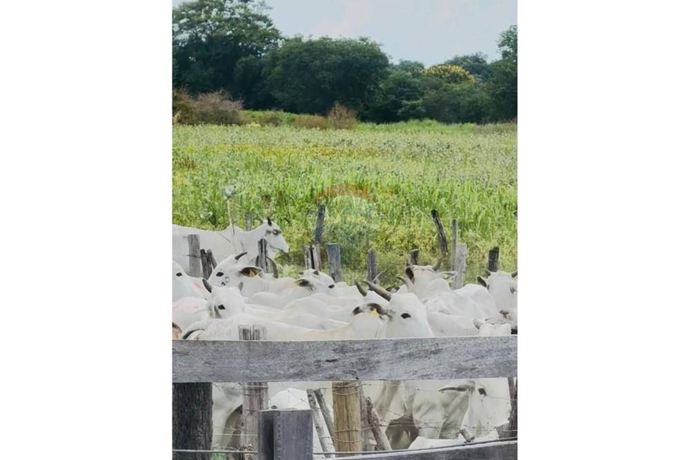 Agro - Venda - Wanderley , Bahia - Imagem do WhatsApp de 2025-08-13 à(s) 16.14.53_8f485d3b.jpg - 580791016-14