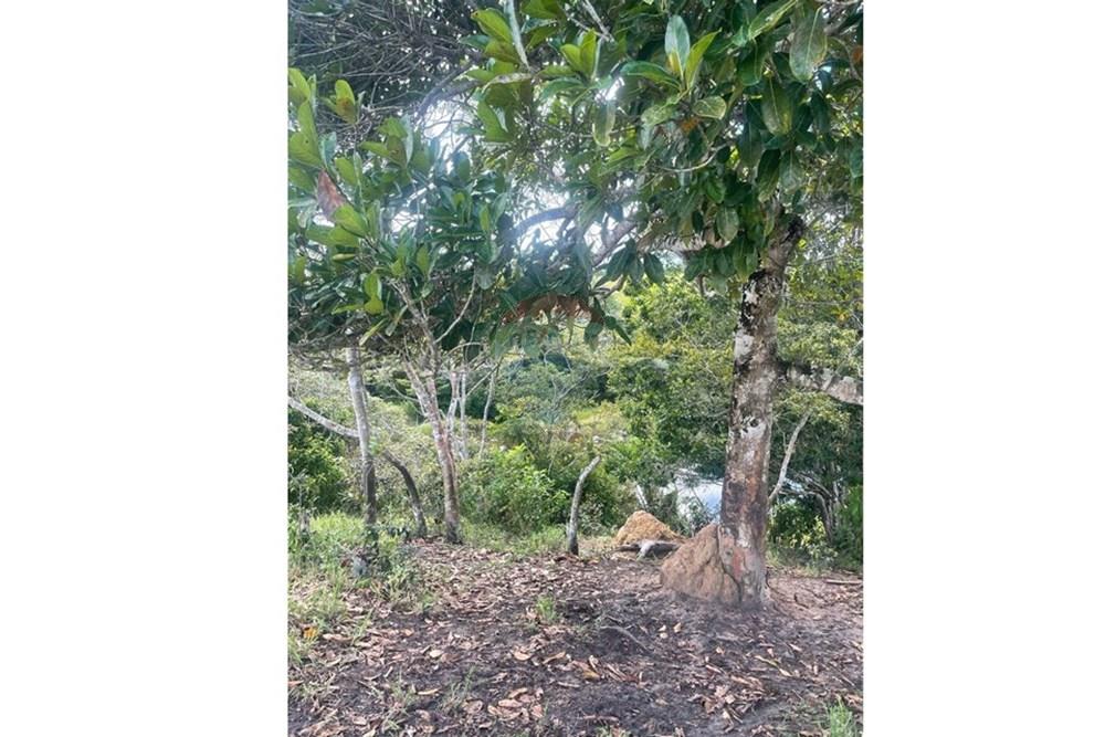Chácara / Sítio / Fazenda - Venda - Itamaraju , Bahia - Imagem do WhatsApp de 2025-04-04 à(s) 14.39.07_42aa8c51.jpg - 580751013-66