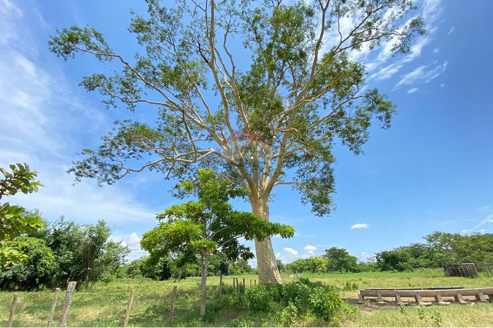 Chácara / Sítio / Fazenda - Venda - Barreiras , Bahia - WhatsApp Image 2025-01-08 at 15.01.28.jpeg - 580651020-100