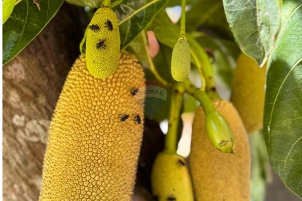 Chácara / Sítio / Fazenda - Venda - Barreiras , Bahia - WhatsApp Image 2025-09-18 at 10.37.56.jpeg - 580651042-73